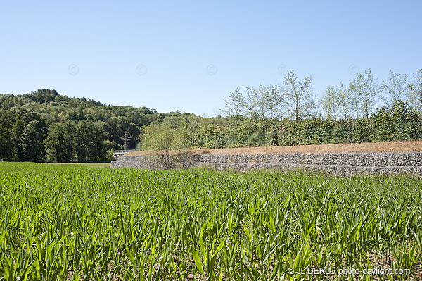 agriculture maîs